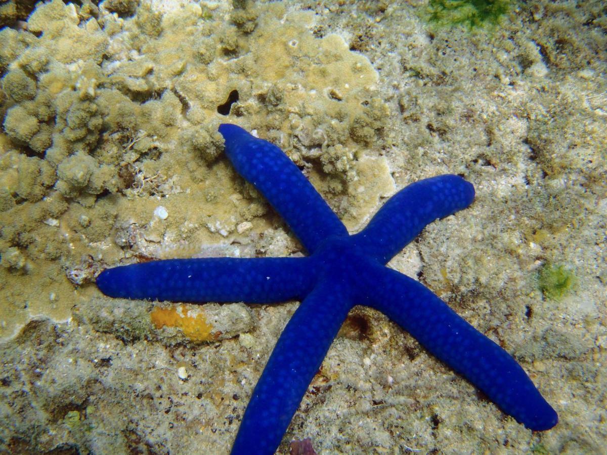 Drawaqa Island Barefoot Manta Island Resort מראה חיצוני תמונה